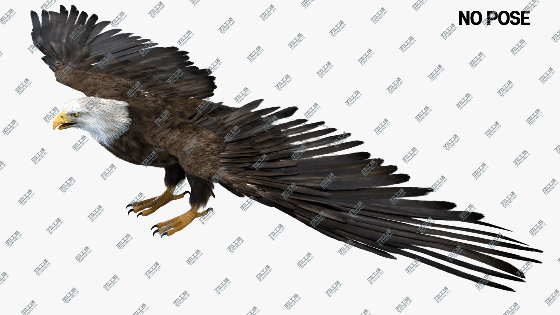 images/goods_img/202104092/3D American Eagle Fur Anatomy model/4.jpg